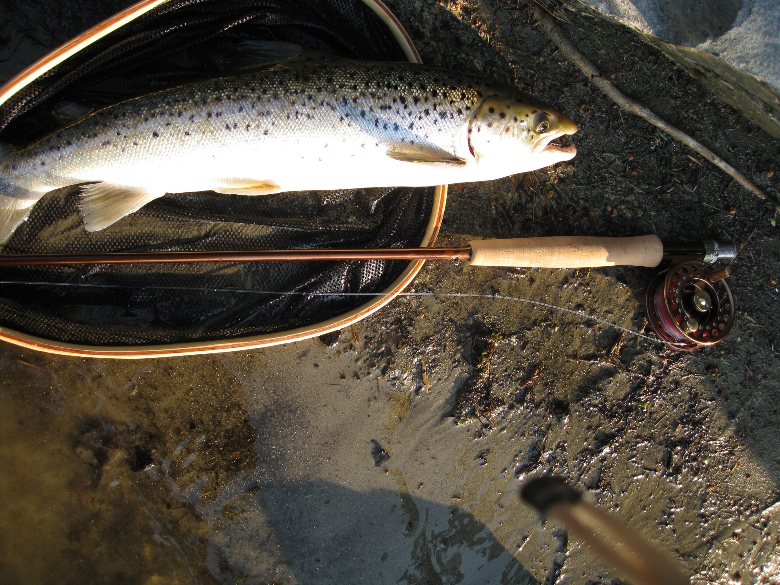 Landlocked salmon, a fishing net, and a fly rod on the shore.