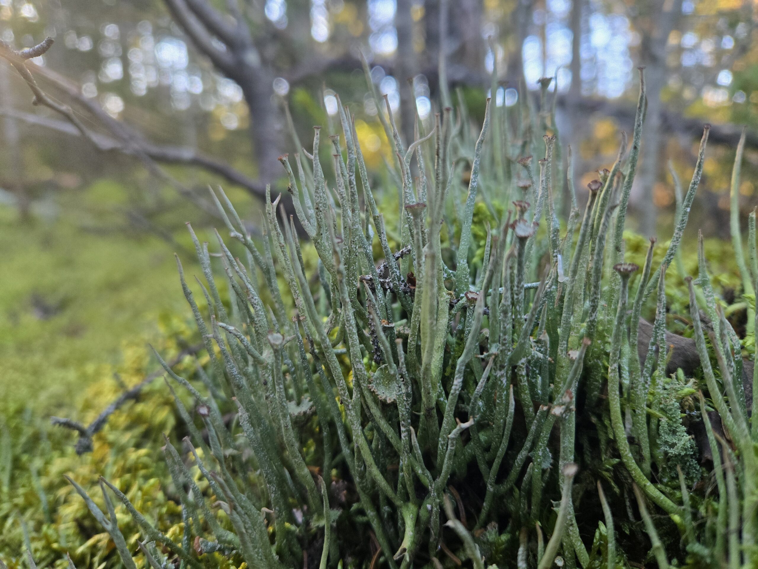 Alpine plants.