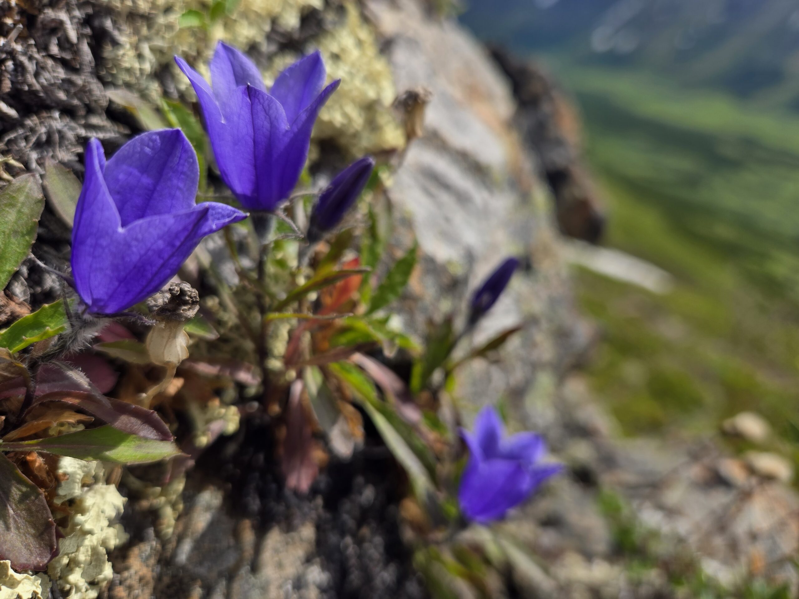 Alpine plants.