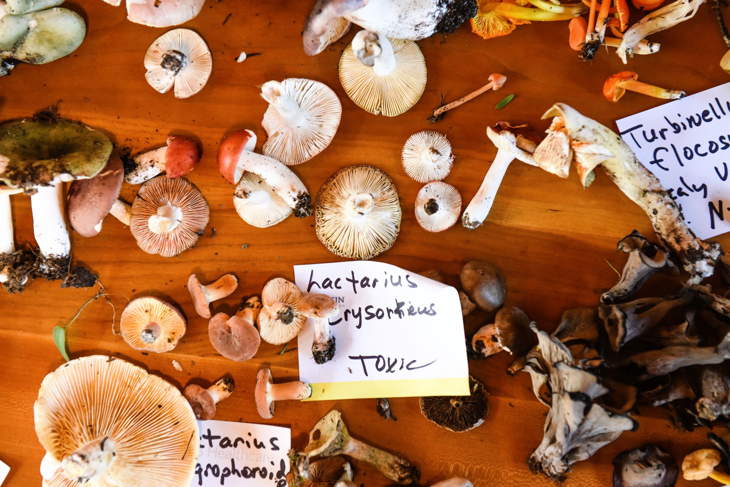 Array of foraged mushrooms on a table.
