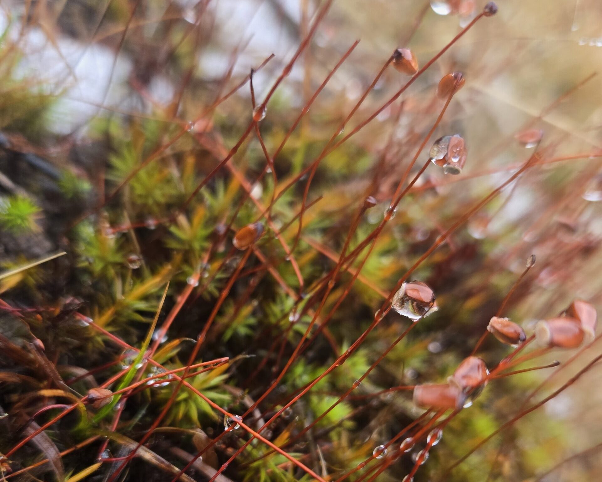 Alpine plants.