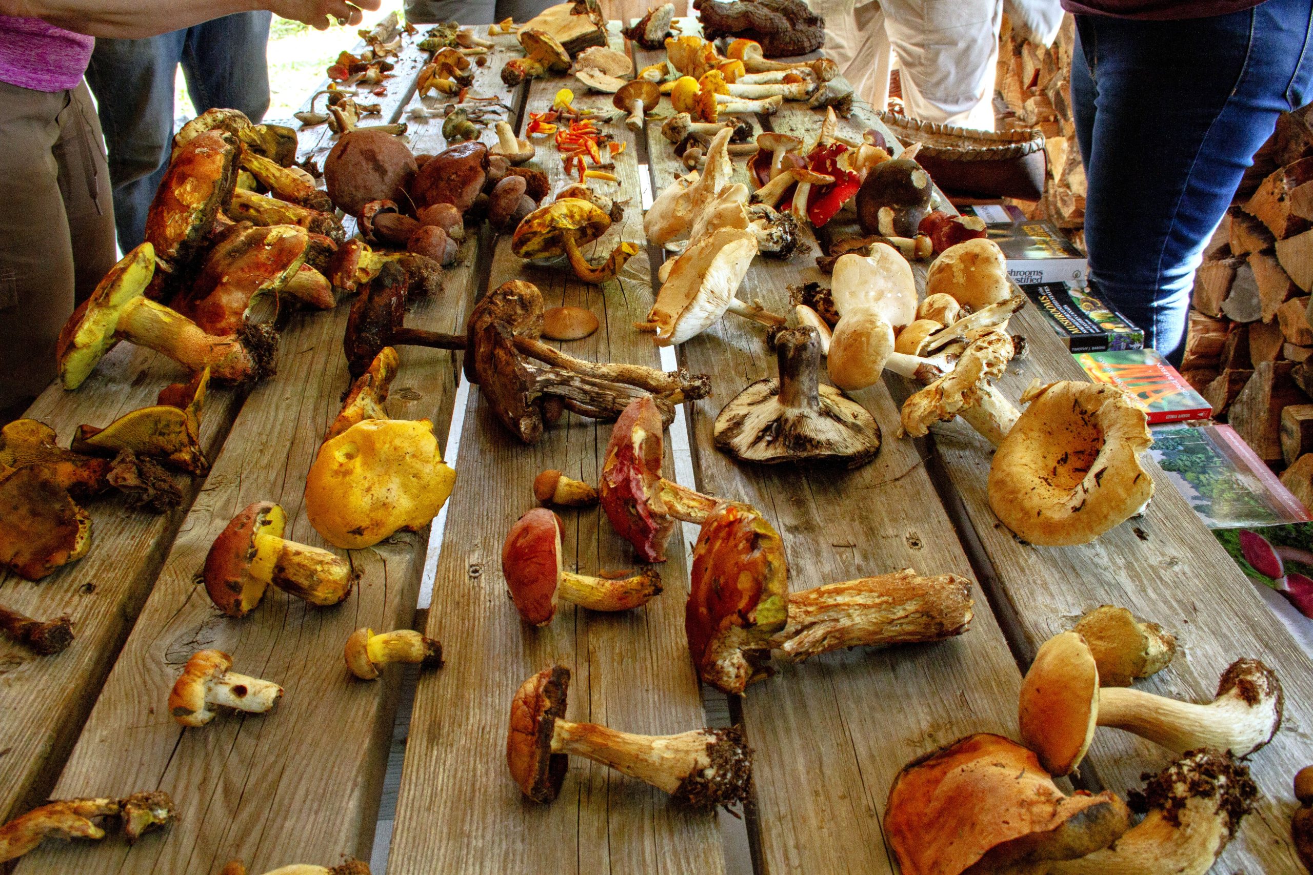 Found mushrooms displayed at Forest & Forage