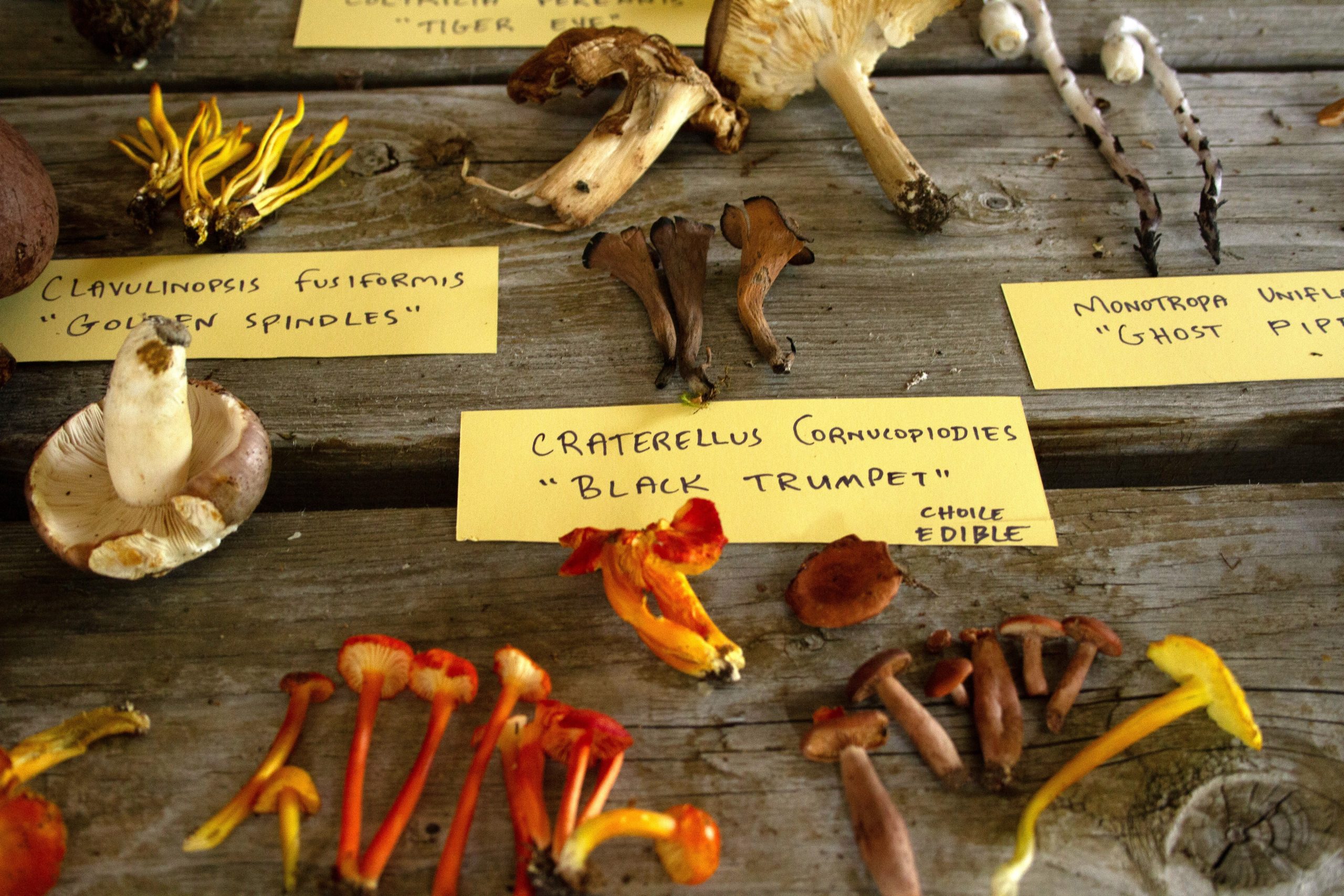 Found mushrooms displayed at Forest & Forage