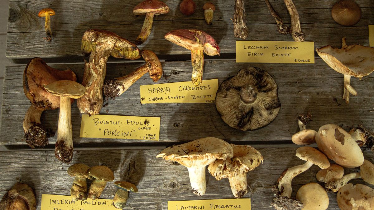 Forest & Forage Mushrooms